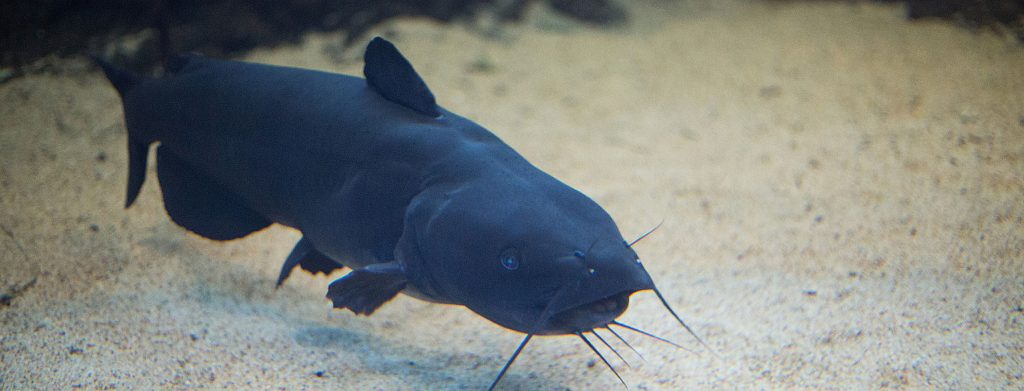 Understand the Black Bullhead Habits