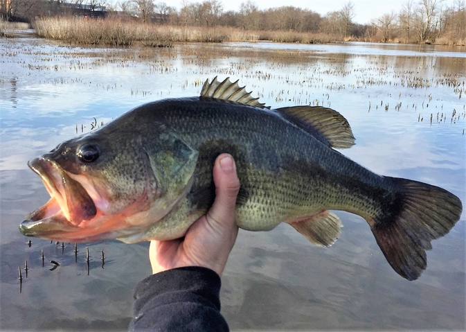 Largemouth Bass can be found across California