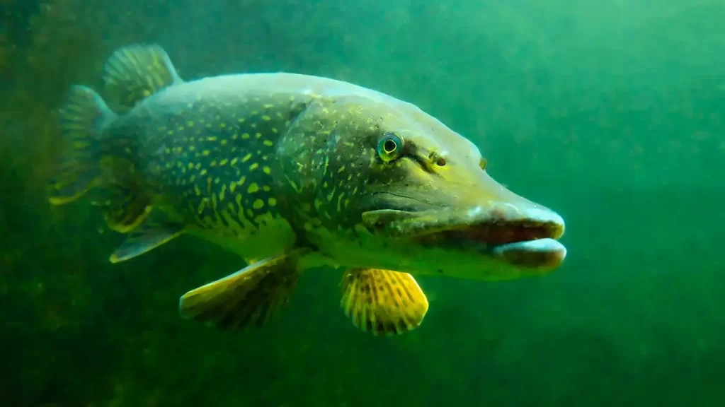 Northern pike can be tricky to catch