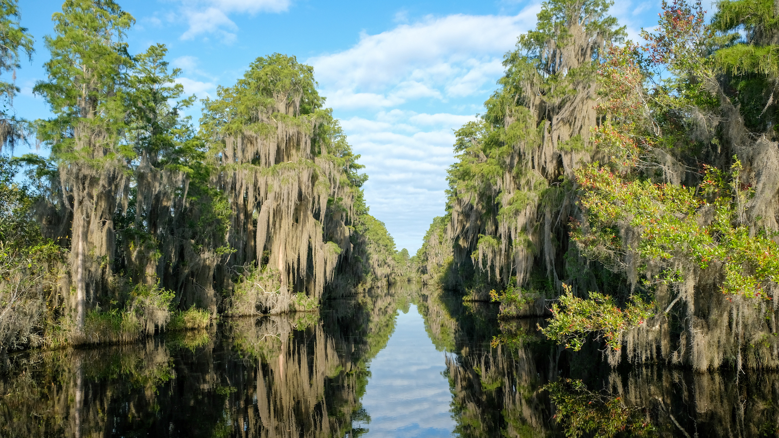 The Okefenokee Swamp is a unique fishing destination with its dark, tea-colored waters and abundant wildlife.