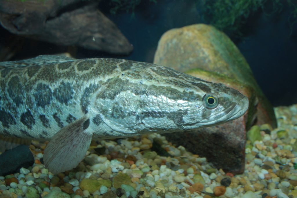 Understand snakehead habitats