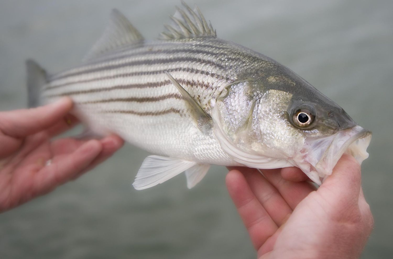 Striped Bass is a rewarding trophy for anglers