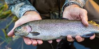 Trout can be found in rivers, streams, and lakes