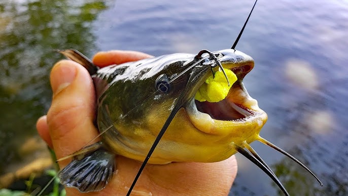 Setting black bullhead baits