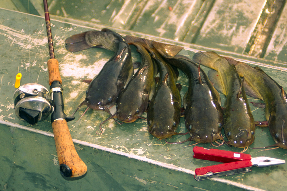 Catching black bullhead requires unique techniques