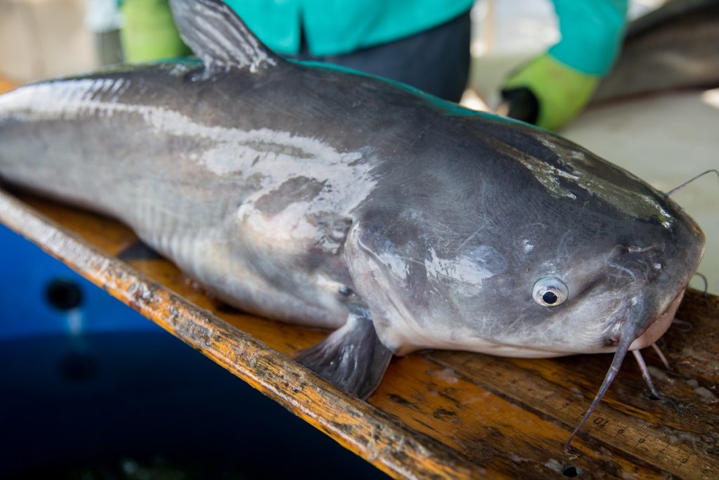 Blue catfish can be found in deep water