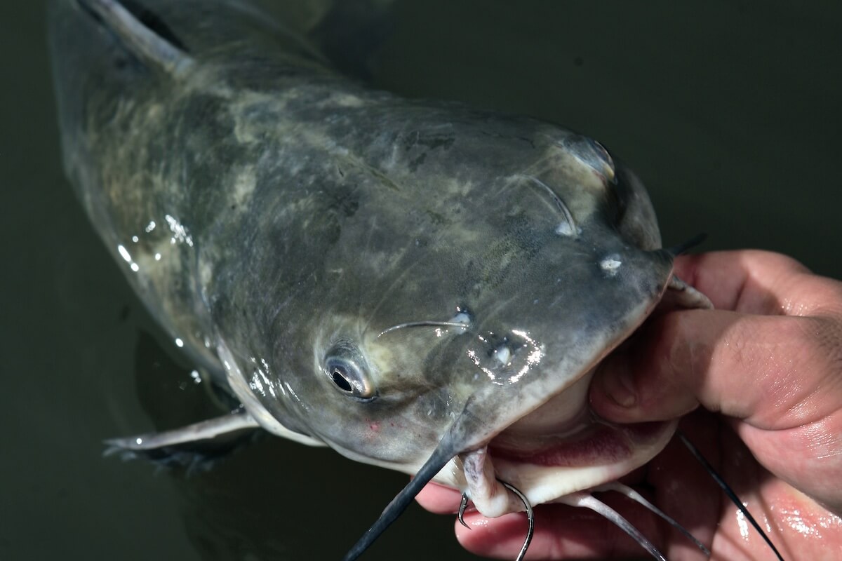 Catfish can be very active in summer