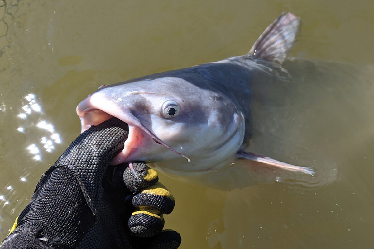 Catfish can be easily caught in murky water