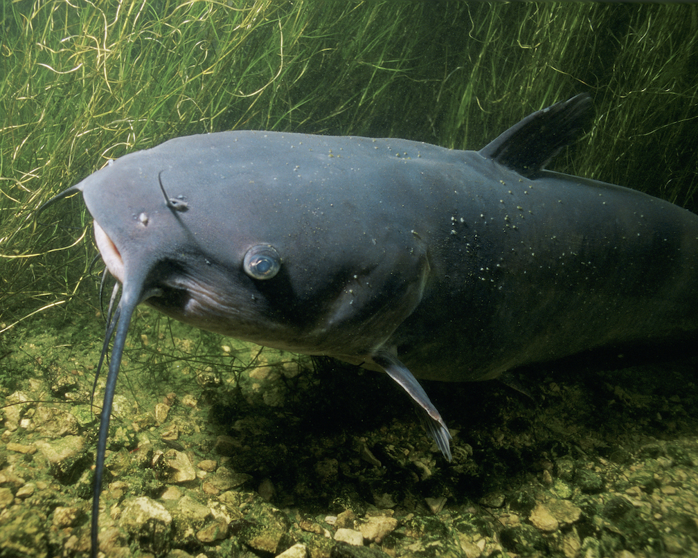 Understand the catfish Species