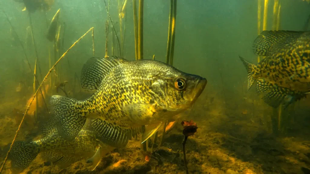 Crappie is one of the most common fish in US