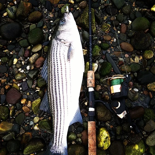 Choosing the right equipments for fishing striped bass