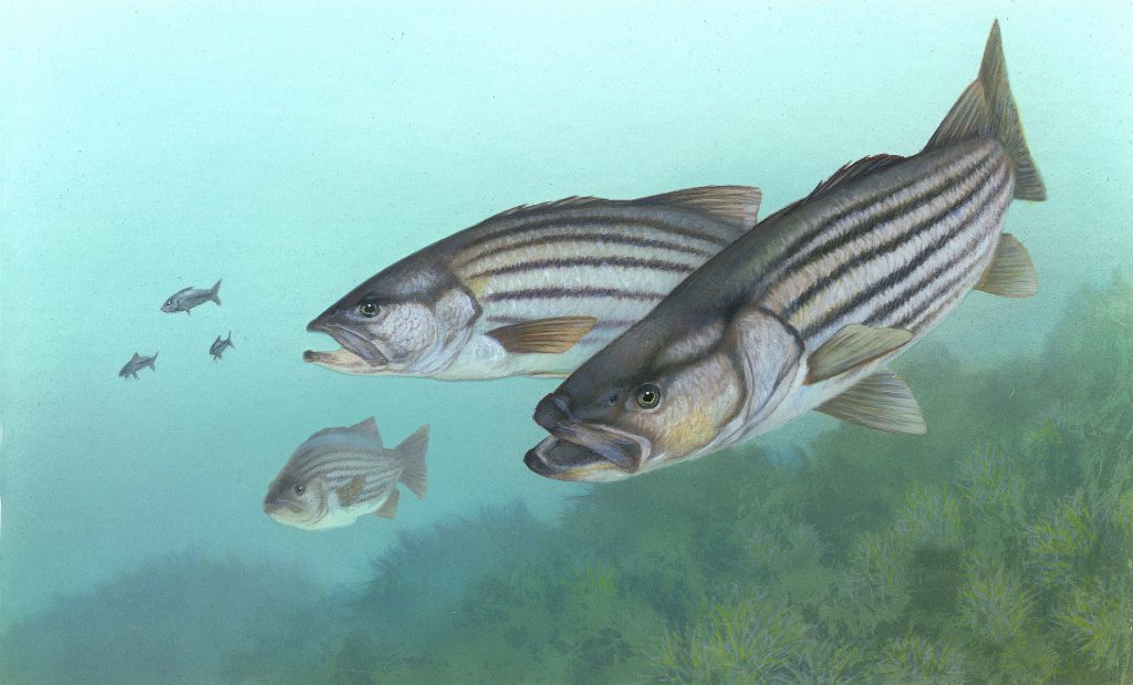 Striped Bass Behaviors