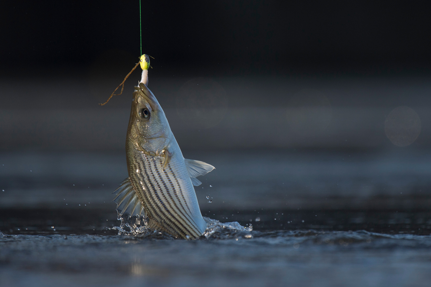 Tips for fishing striped bass