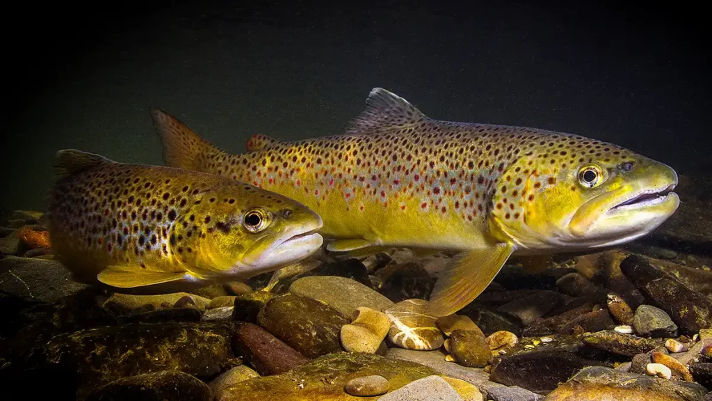 Choose the right locations for fishing trout