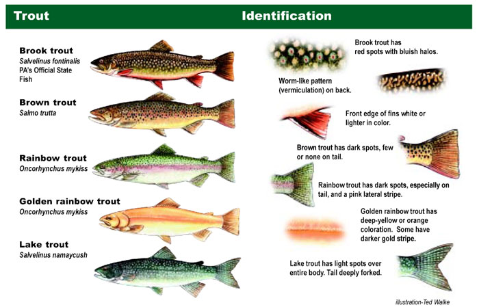 How to identify trout