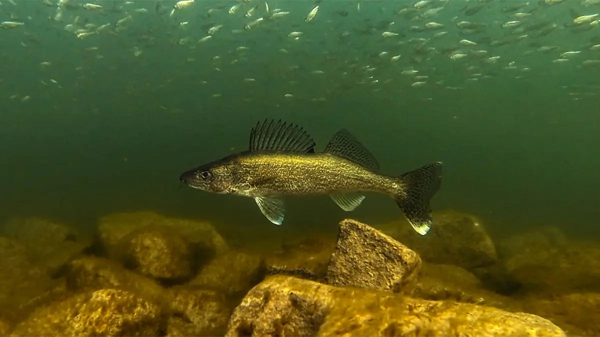 Walleye habitat