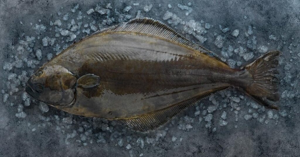 Atlantic Halibut