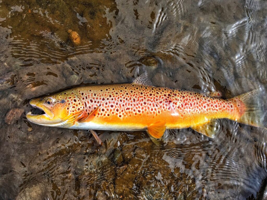 Brown Trout in the wild