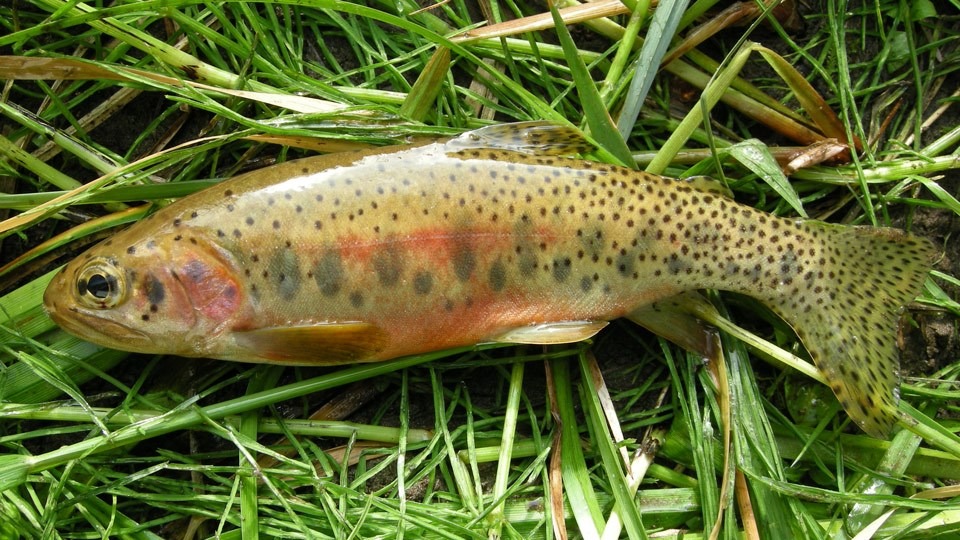 Cutthroat Trout in the wild