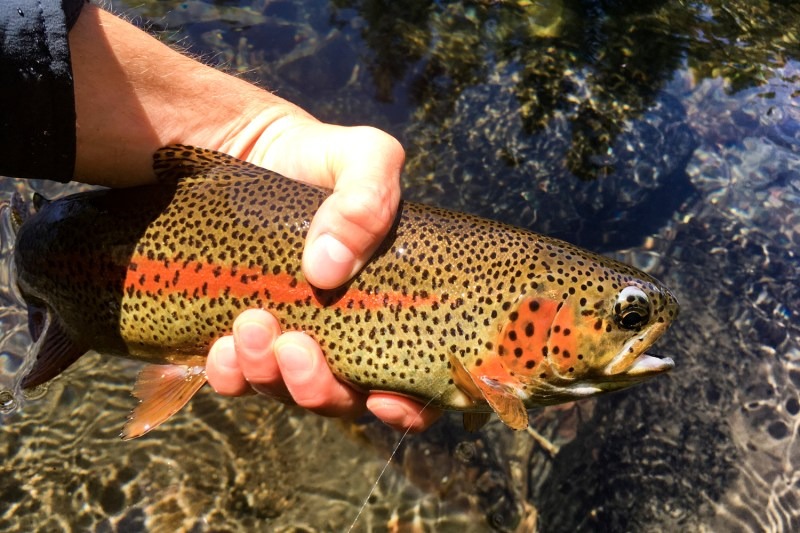 Golden Trout in the wild