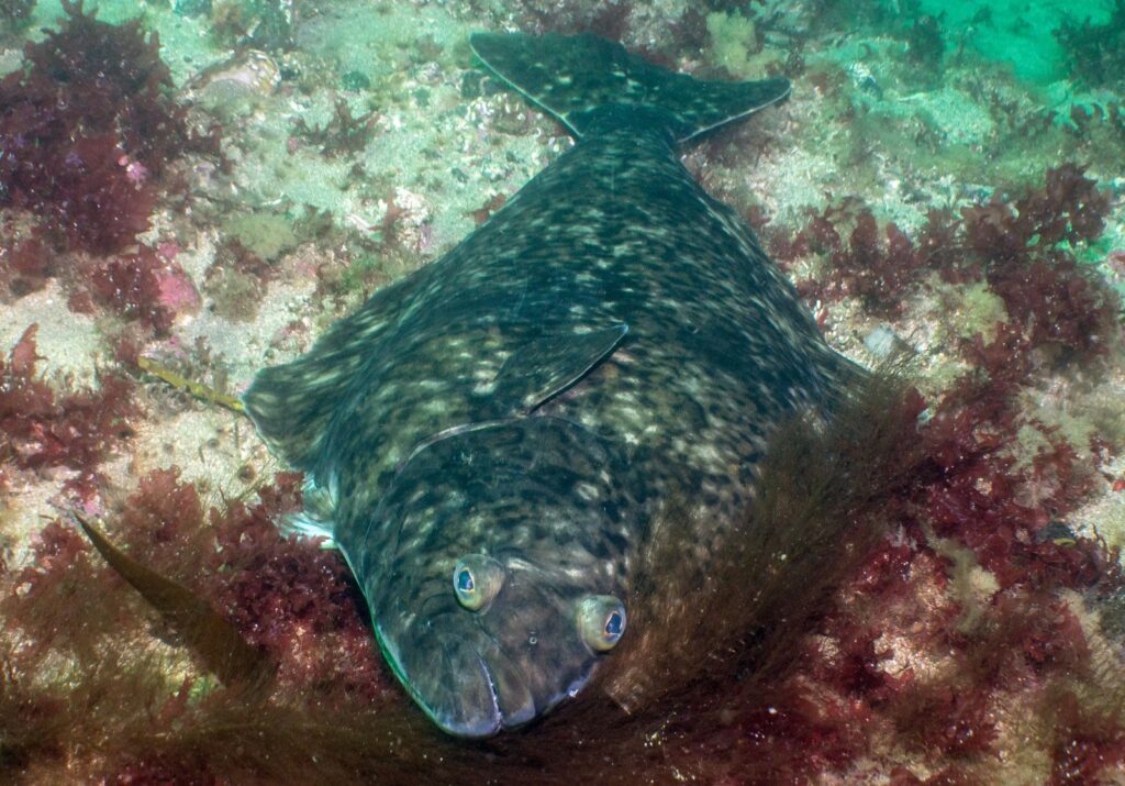 Pacific Halibut in the wild