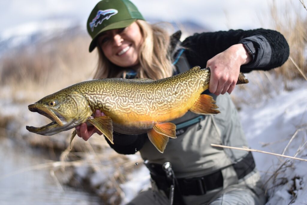 Tiger Trout in the wild