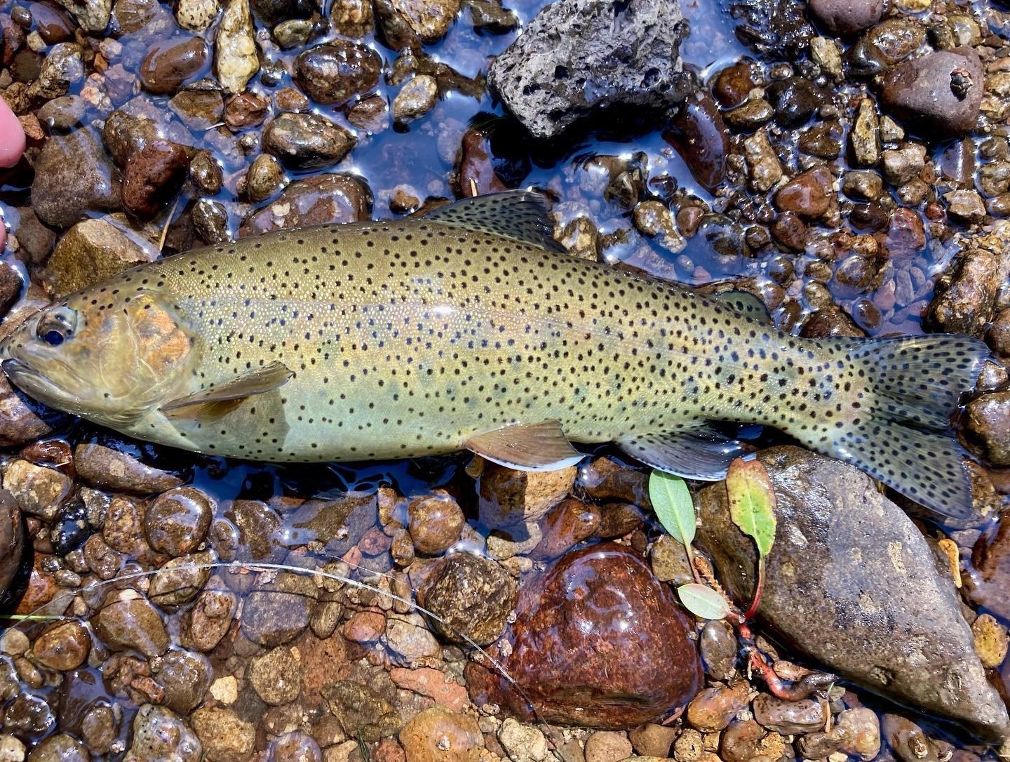 Apache Trout in the wild