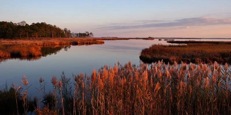 Blackwater National Wildlife Refuge is ideal for snakehead