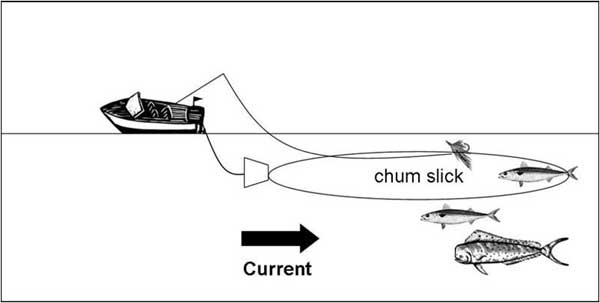 Using chum for halibut fishing