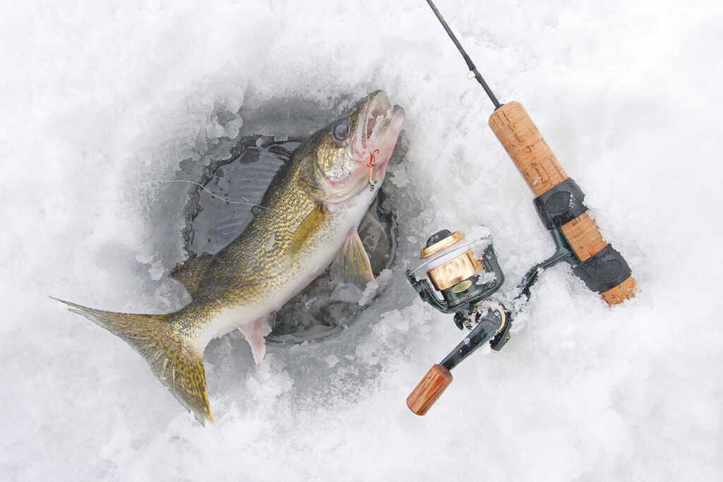 Ice Fishing for Walleye is popular in winter