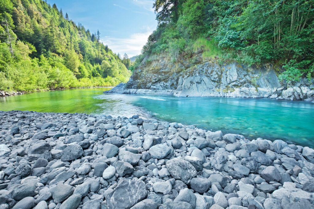 Chinook salmons are found all over Klamath River