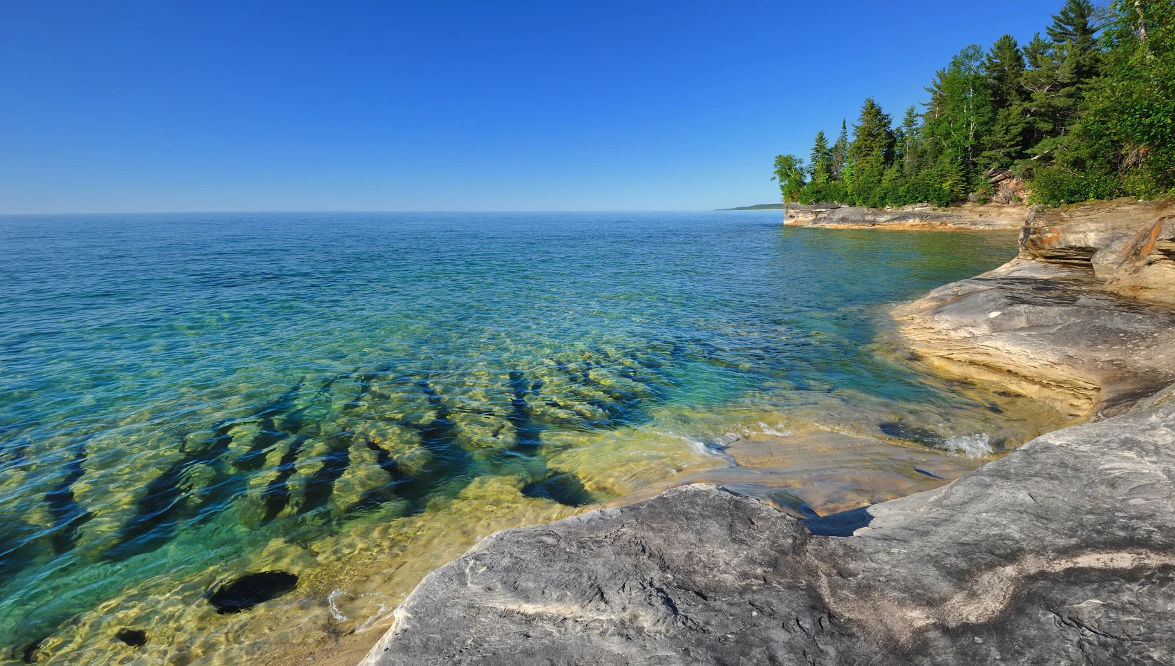 Lake Superior contains a great number of Coho salmon