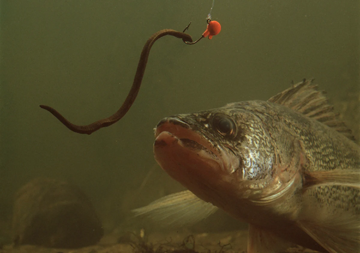 Leeches as baits is effectives in the summer