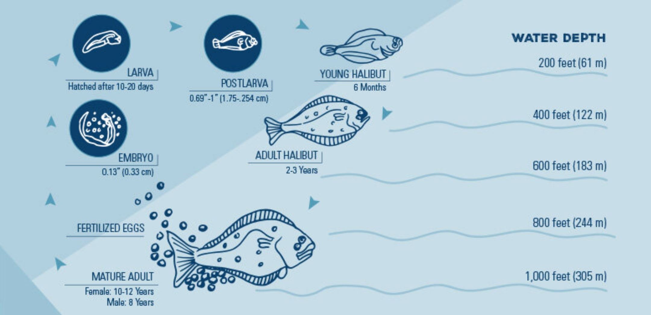 Halibut optimal depth explained