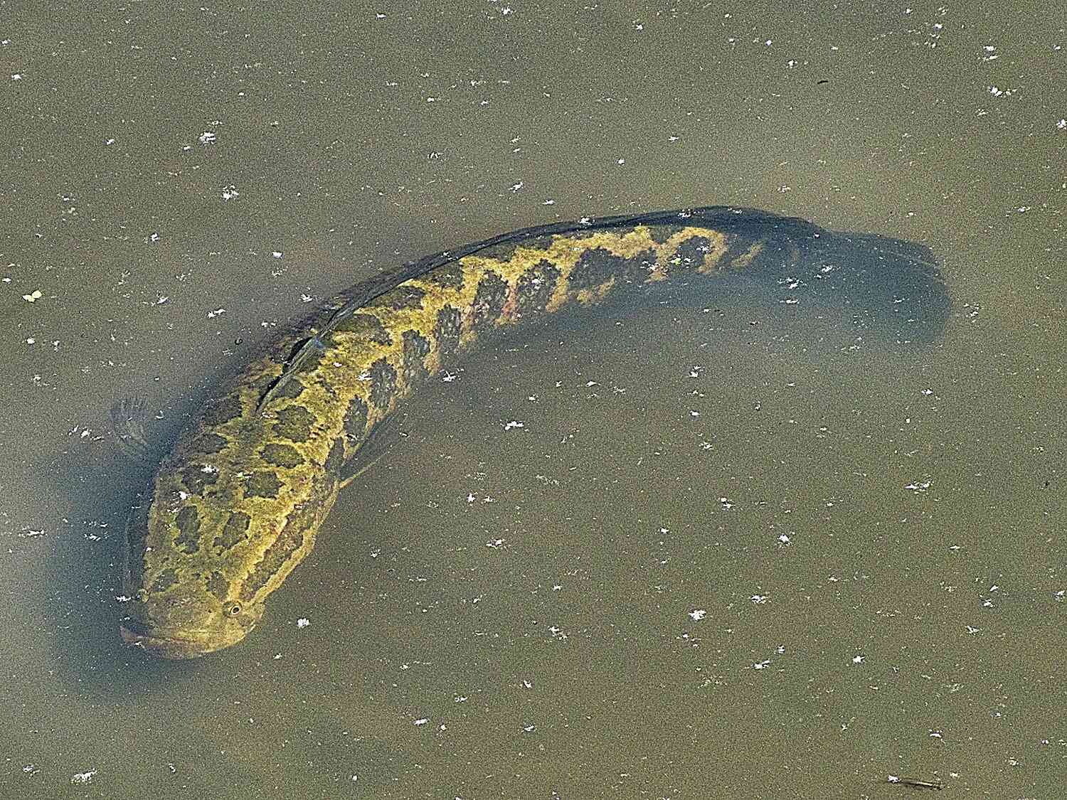 Sight Fishing works with clear, shallow waters