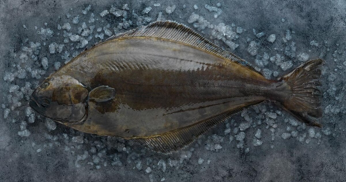 Atlantic Halibut in the wild