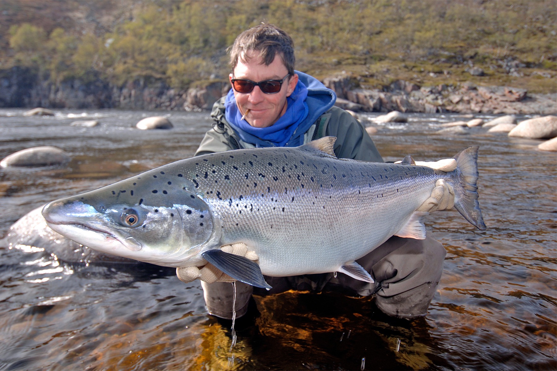 Image of Atlantic salmon