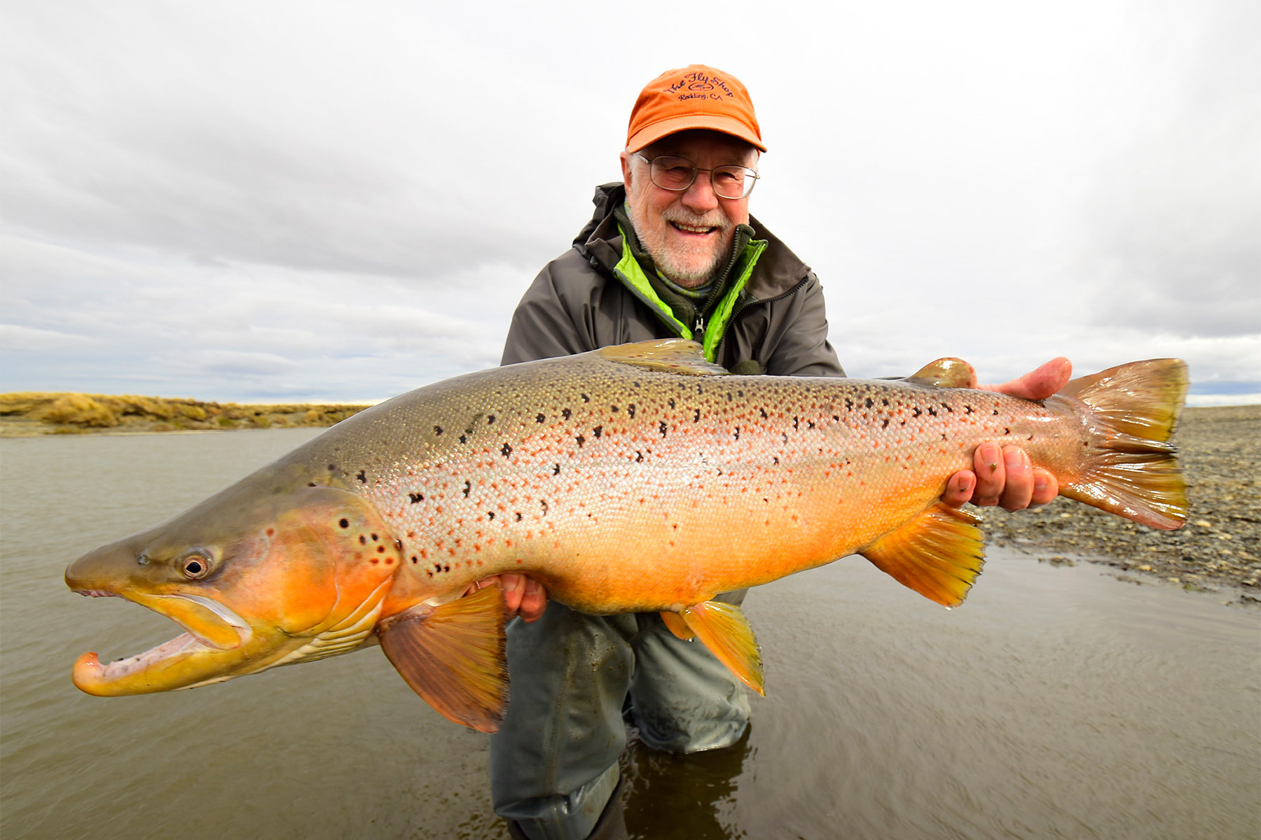 Brown Trout in the wild