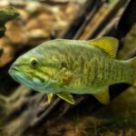 Smallmouth Bass in the wild