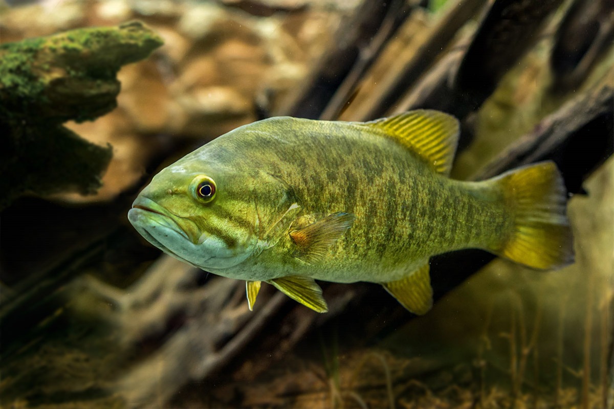 Smallmouth Bass in the wild