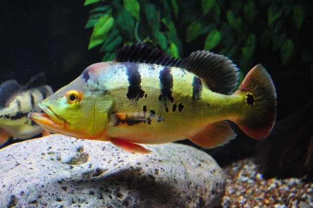 Butterfly Peacock Bass in the wild