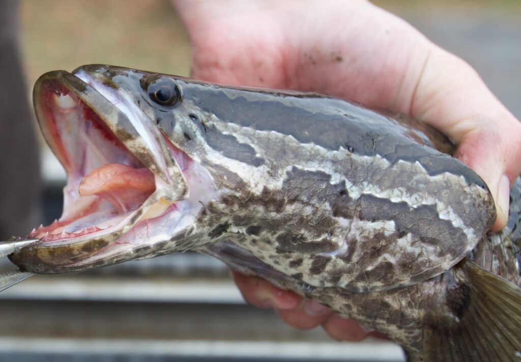 Snakehead in the wild