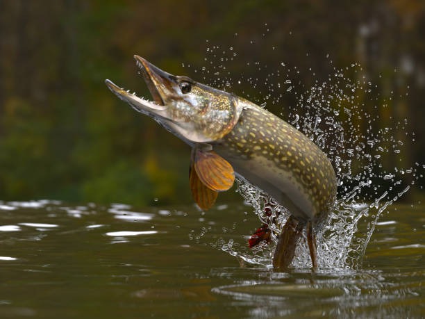 Northern Pike in the wild