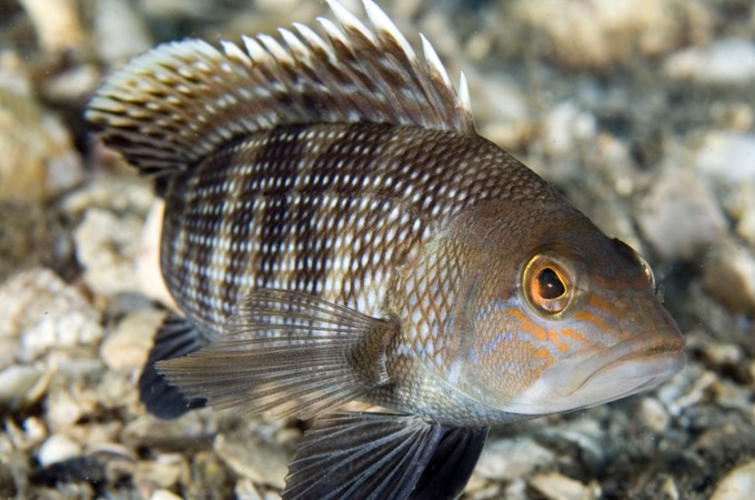 Black Sea Bass in the wild