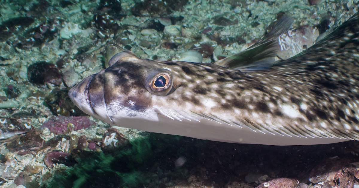 Pacific Halibut in the wild