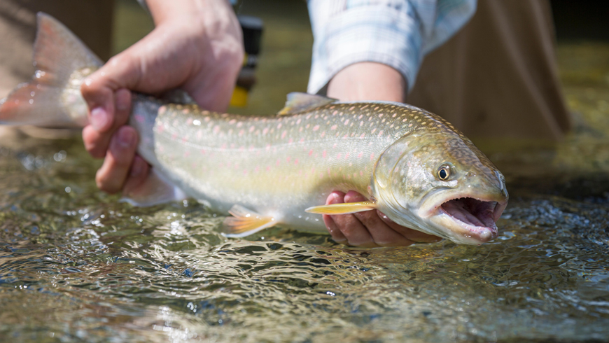 Bull Trout in the wild