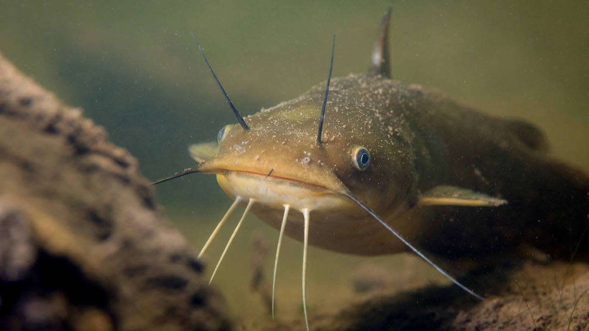 Black Bullhead is considered easy to catch in muddy water