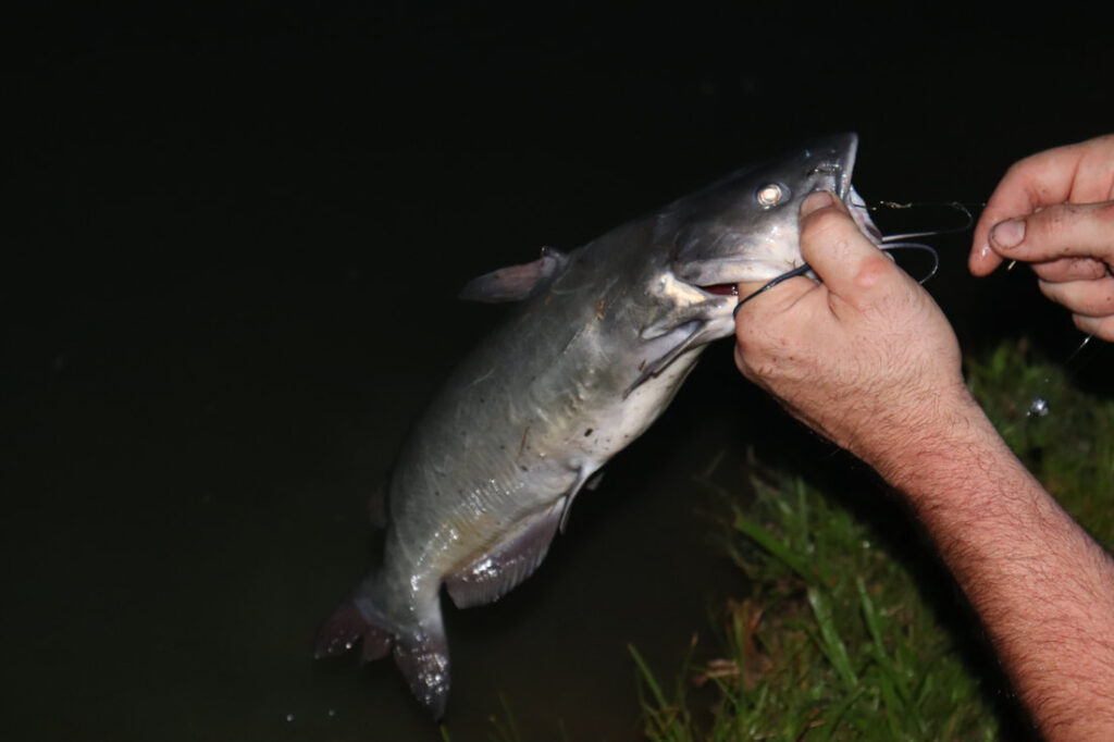 Ideal time to catch Black bullhead is at night and early morning