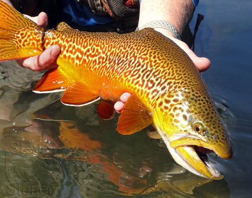 Tiger Trout in the wild