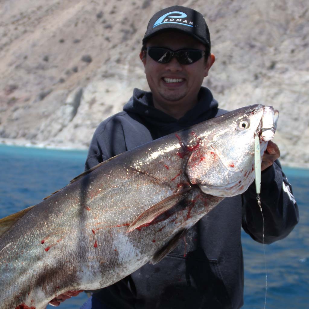 White Sea Bass in the wild